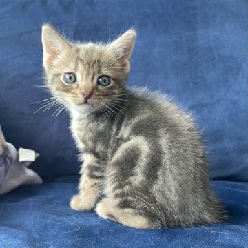 アメリカンショートヘア【岐阜県・男の子・2025年6月7日・ブルータビー】の写真「まんまるです！」