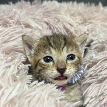 エジプシャンマウ【岐阜県・男の子・2025年4月30日・ブロンズ】の写真「賢く飼いやすい子です。」