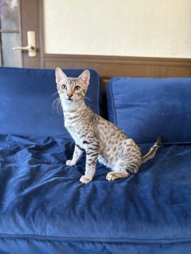 エジプシャンマウ【岐阜県・男の子・2025年3月11日・シルバー】の写真「両親チャンピオン。きれいな子です！」