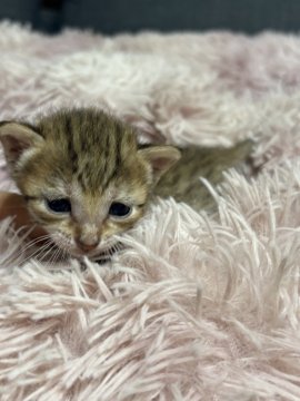 エジプシャンマウ【岐阜県・男の子・2025年4月30日・ブロンズ】の写真「賢く飼いやすい子です。」