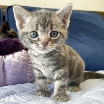 アメリカンショートヘア【岐阜県・男の子・2025年6月7日・ブルータビー】の写真「まんまるです！」