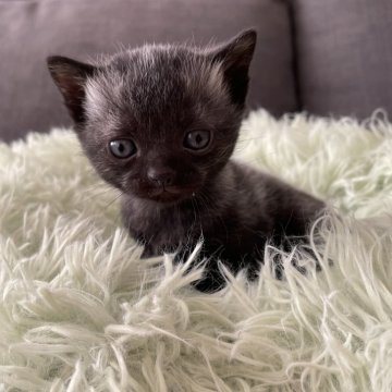 アメリカンショートヘア【岐阜県・男の子・2025年1月20日・ブラック】の写真「まんまるです！」