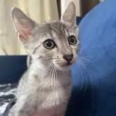 エジプシャンマウ