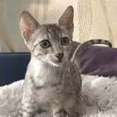 エジプシャンマウ