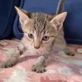 エジプシャンマウ