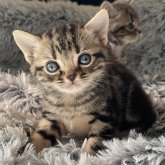 アメリカンショートヘア