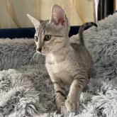 エジプシャンマウ