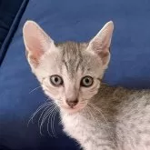 エジプシャンマウ