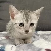 エジプシャンマウ