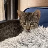 エジプシャンマウ