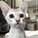 シンガプーラ