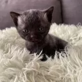 アメリカンショートヘア【岐阜県・男の子・2025年1月20日・ブラック】の写真1