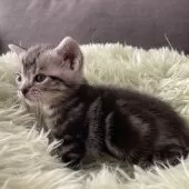 アメリカンショートヘア【岐阜県・男の子・2025年1月24日・シルバー】の写真2