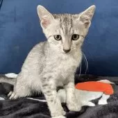 エジプシャンマウ【岐阜県・男の子・2025年8月16日・シルバー】の写真2