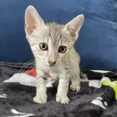 エジプシャンマウ【岐阜県・男の子・2025年8月16日・シルバー】の写真2