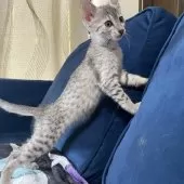 エジプシャンマウ【岐阜県・男の子・2025年8月16日・シルバー】の写真3