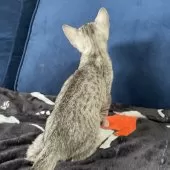 エジプシャンマウ【岐阜県・男の子・2025年8月16日・シルバー】の写真3