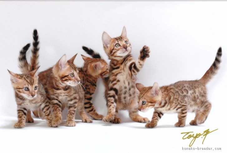 石原　里華(いしはら　りか)ブリーダー(神奈川県・ベンガルなど・TICA/ACC登録)の紹介写真4