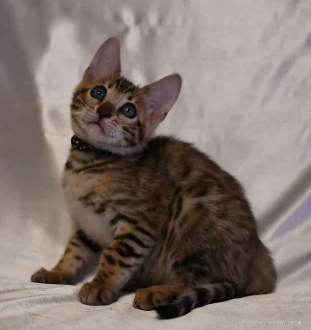 ID:1803-00146の子猫