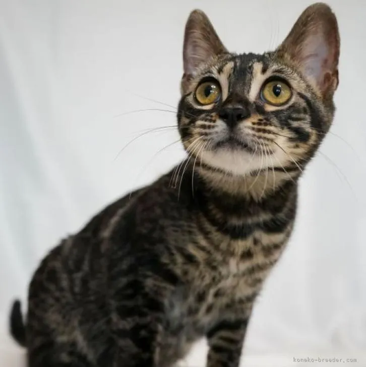ID:2210-02765の子猫