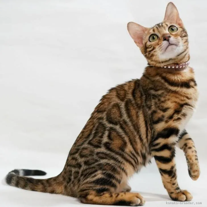 ID:2205-00720の子猫