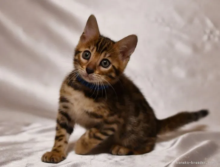 ID：1810-00771の子猫