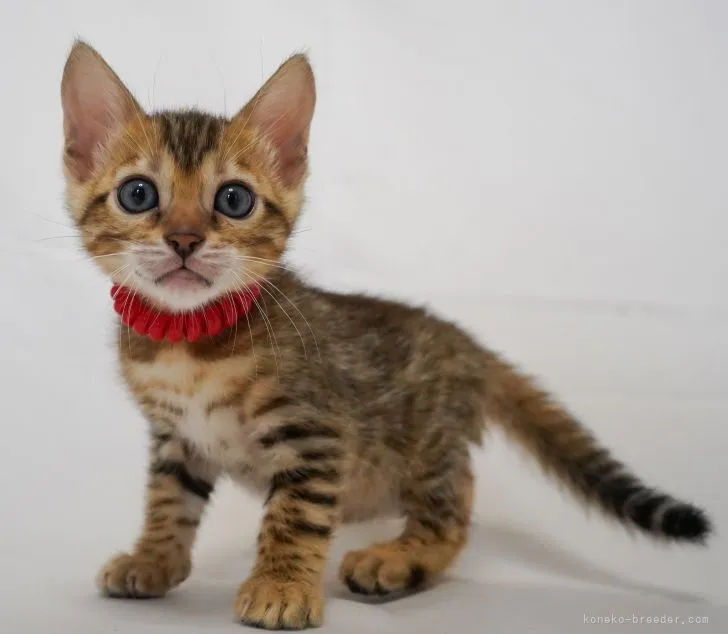 ID：2107-01151の子猫