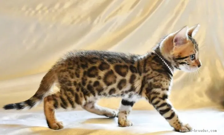 ID：1905-00261の子猫