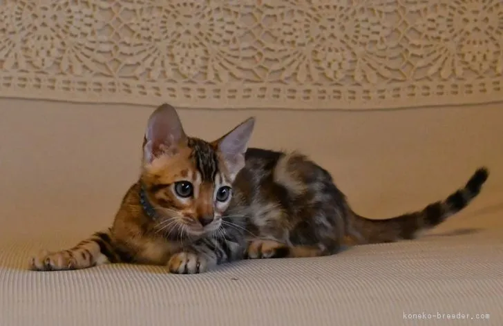 ID:1705-01299の子猫