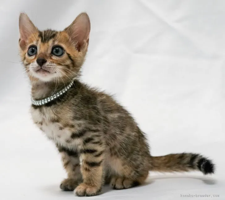 ID:2111-02262の子猫