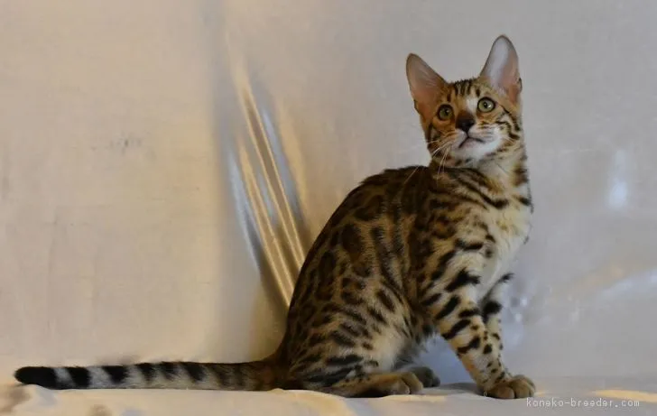 ID:1707-00045の子猫