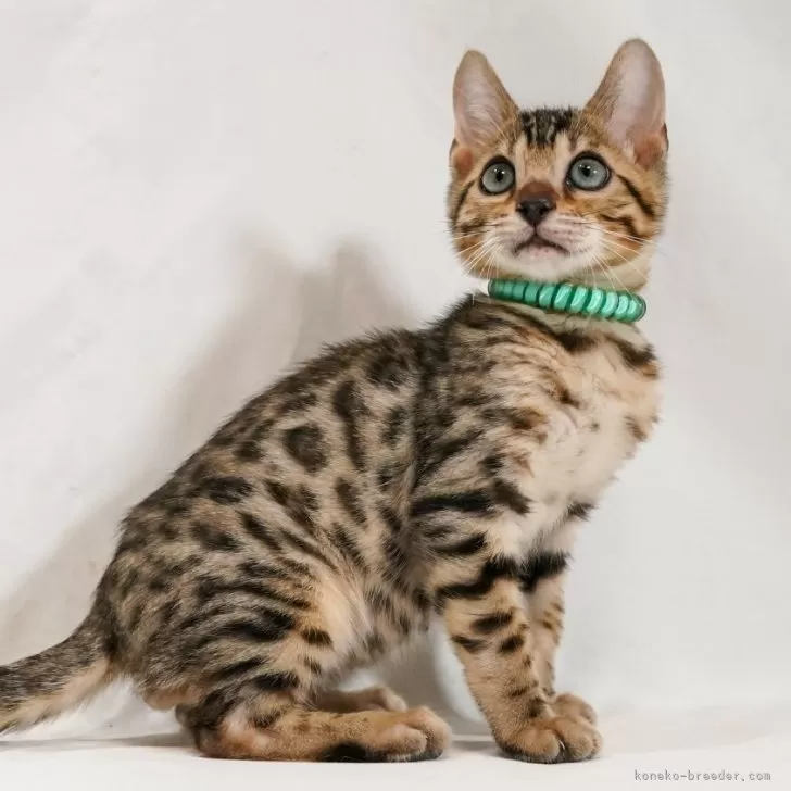 まむら 様のお迎えした子猫