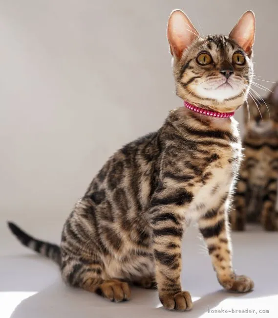 ID：2203-00433の子猫