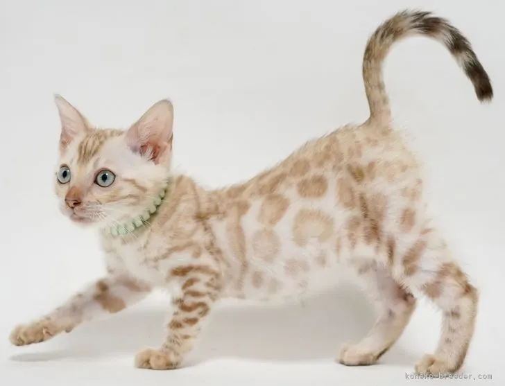 ID：2204-01626の子猫