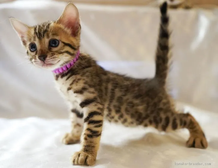 ID:2007-00684の子猫