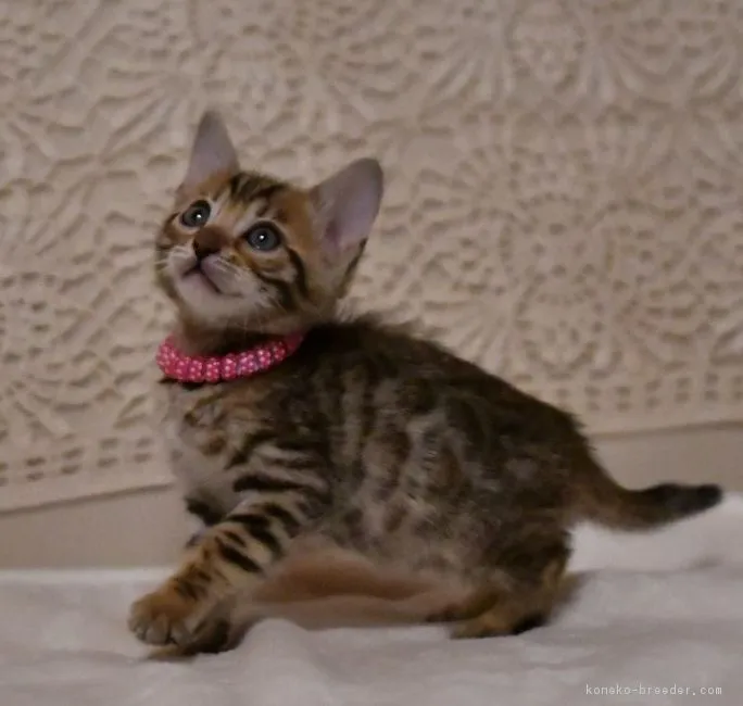 ID:1712-00696の子猫