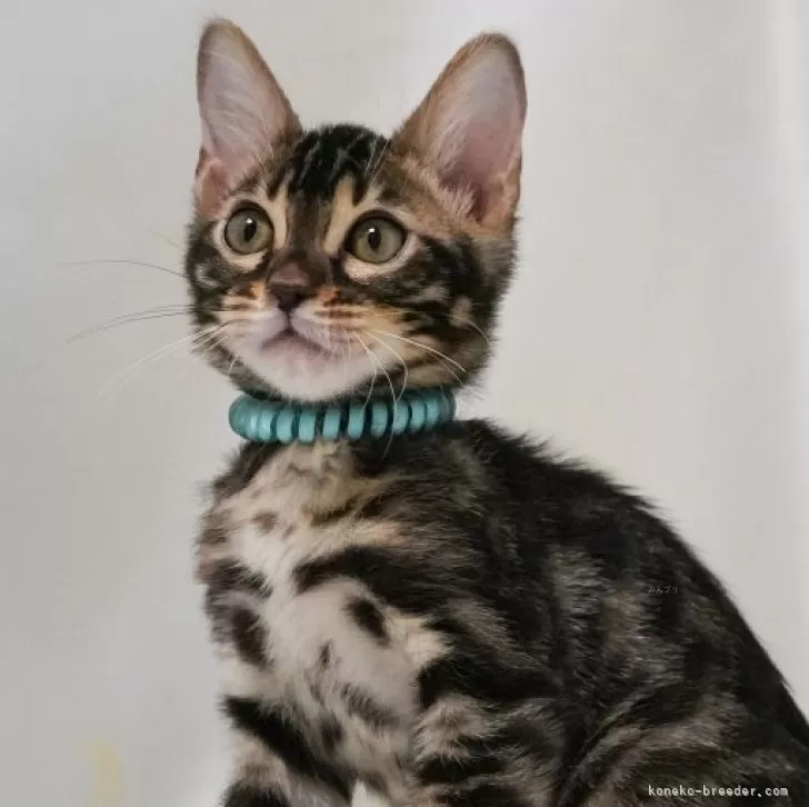 ID：2406-03758の子猫