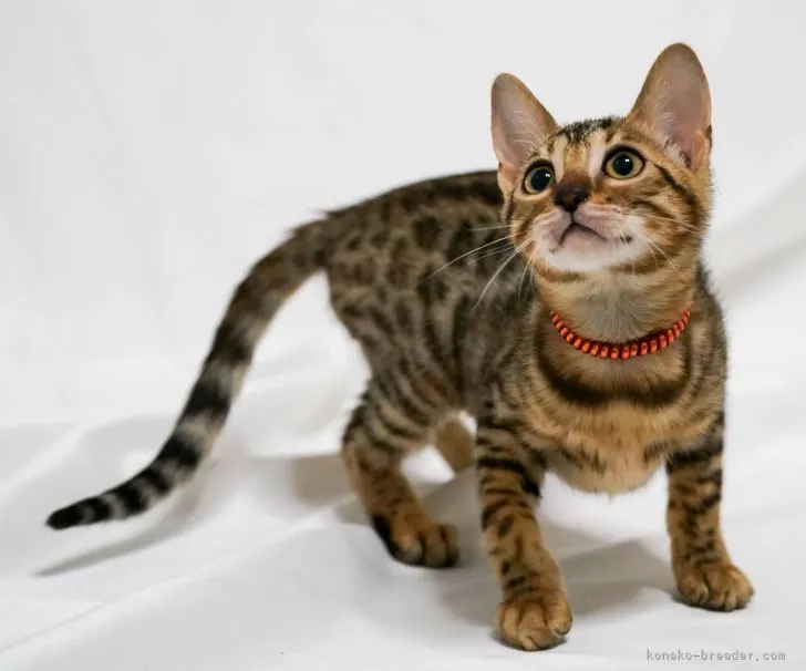 ID:2201-00777の子猫