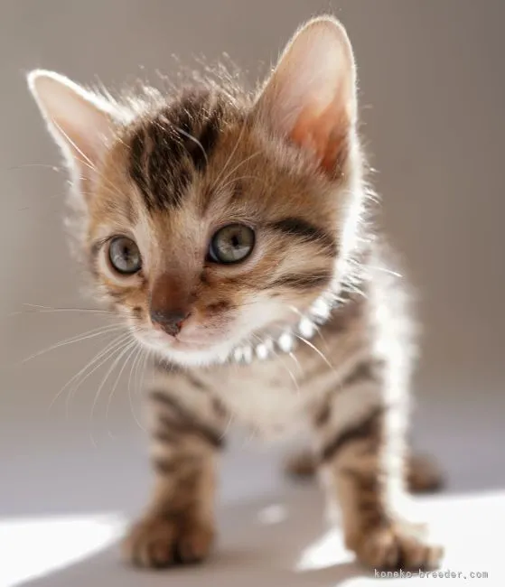 ID:2203-00765の子猫