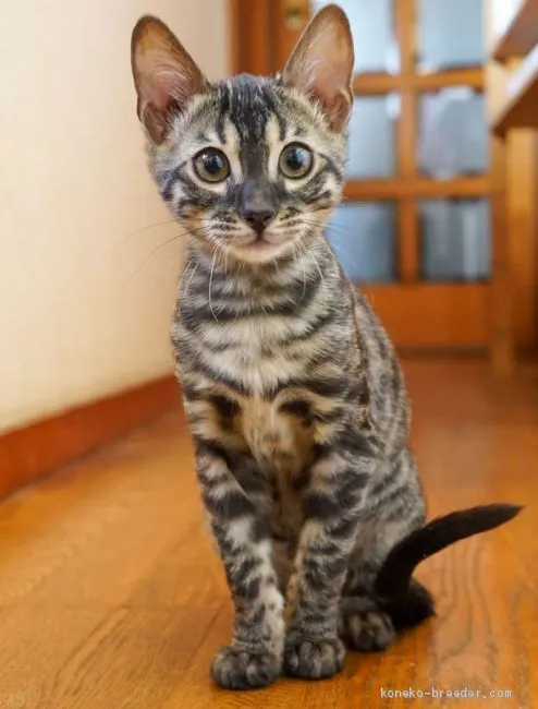 ID:2102-00273の子猫