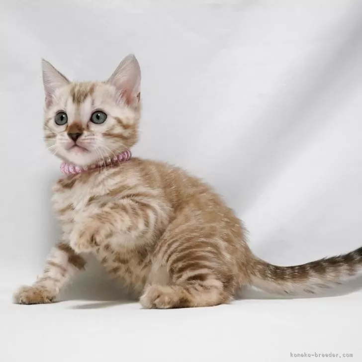 ID：2404-01618の子猫