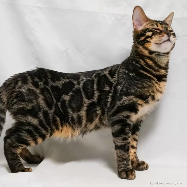 ID：2308-02138の子猫