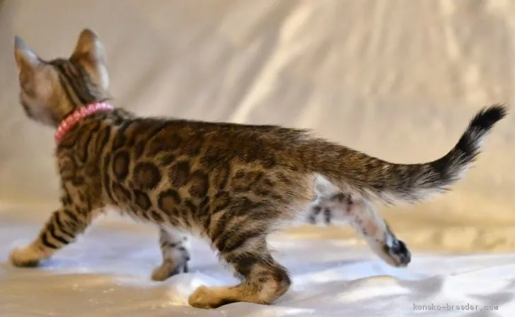 ID:1904-01024の子猫