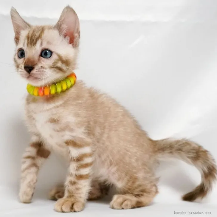 ID：2303-01835の子猫