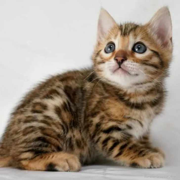 ID：2301-01001の子猫