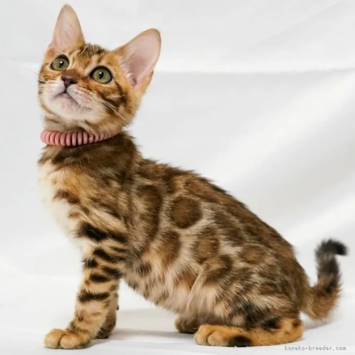 ID:2212-02152の子猫