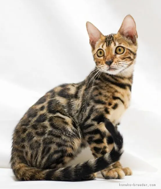 ID：2108-01979の子猫