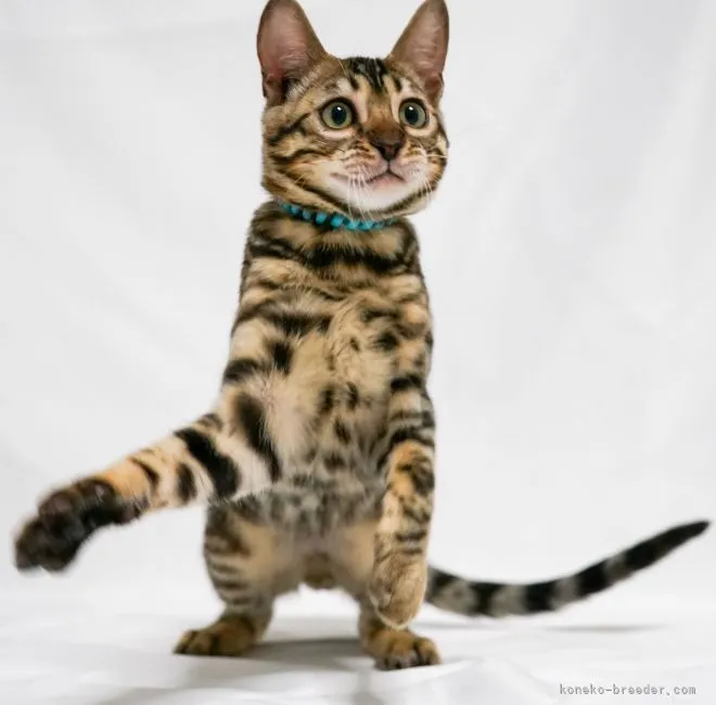 ID：2110-00549の子猫