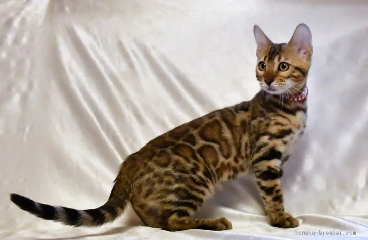 ID:1906-00129の子猫