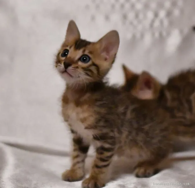 ID:1801-00690の子猫